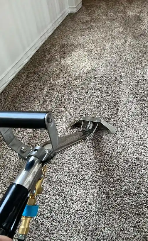Carpet Shampooing as Part of a Full Cleaning Plan